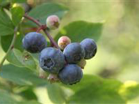 The Blueberry Patch (4)