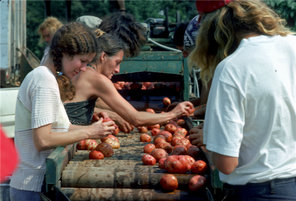 potato harvest