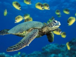 turtle screen image