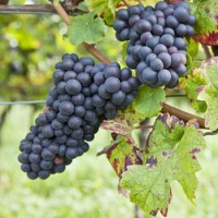 grapes_web