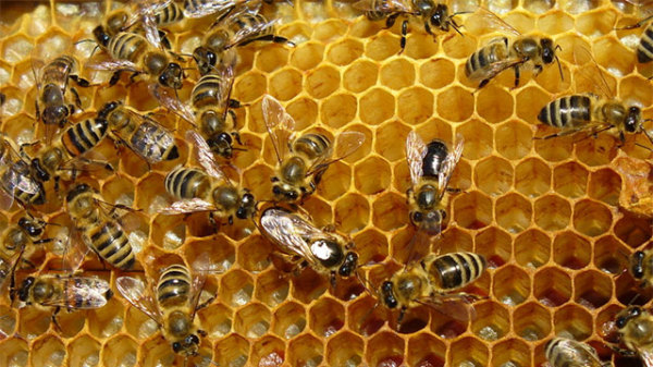 June 5 - Beekeepers Club