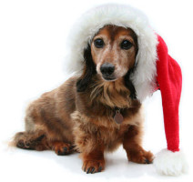 dog-dressed-for-xmas-christmas-dogs6