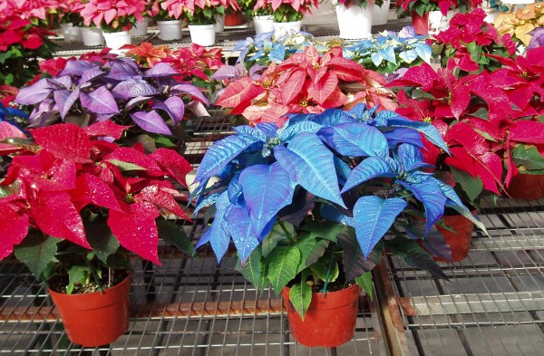 PoinsettiaColored03