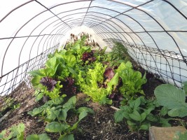 Winter Garden inside a Montana Hoop House Oct 18, 2011