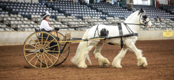 Feb. 26–28 - 2016 Southern Equine Expo