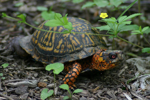May 21 - 9th Annual World Turtle Day