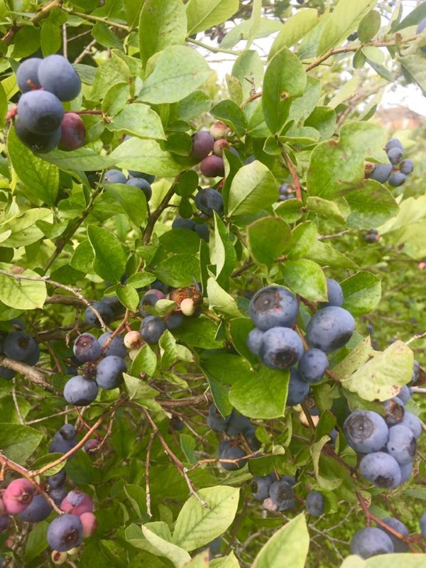 Blueberry Patch courtesy Sharon Martin Jacks (2)