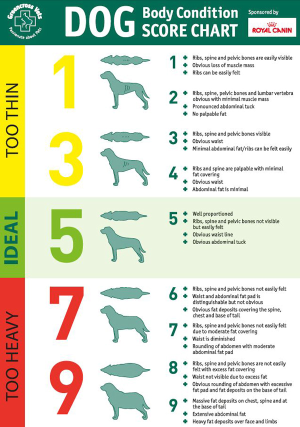 How heavy should my dog be - dog body condition score