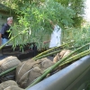 ABC sells fully grown plants, so a truck is necessary for hauling