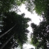 Looking up the full height of giant timber bamboo