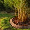 Just one landscaping idea that can be accomplished with bamboo