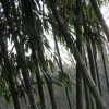 The light can be very playful inside a bamboo grove