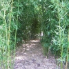 A shady trail through a bamboo forest
