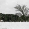 The plants bow with the weight of the ice in the winter