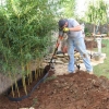 An underground barrier can keep the area bamboo spreads under control