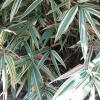 This is “white stripe.” It makes a really pretty mound or groundcover in a rockery