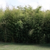 Acres and acres of bamboo grow at the Bukers\' Almaville ranch