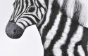 Zebra by John Dixon