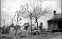 A House with Bottle Trees, 1941