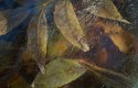 Still Life - “Leaves in Ice” by Craig Newman