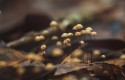 Flora - “Tiny Mushrooms” by Donna Tomlin