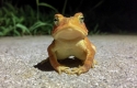 Toadally Awesome