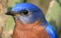 EASTERN BLUEBIRDw