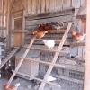 Poultry Hollow Hatchery