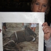 Protests at the Ringling Bros. and Barnum & Bailey Circus, Nashville, 2012. Photos by Jamie Donahue