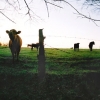 Cows on E TN Farm Jeremy Langford