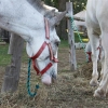 Wilson Co. Fair