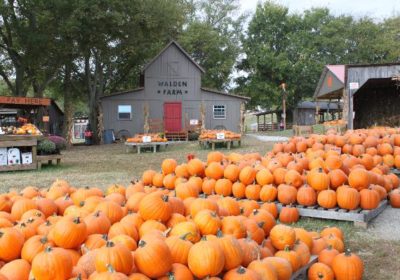 Fall Fun: Pumpkins, Corn Mazes And So Much More! - The Murfreesboro Pulse