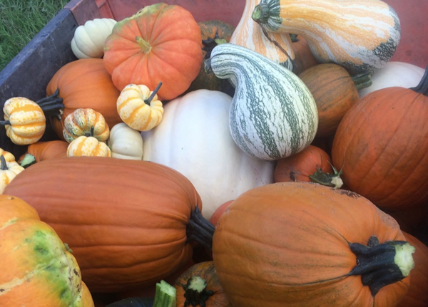 Fall Fun Guide 2021: Middle Tennessee Farms, Pumpkin Patches, Corn Mazes and More - The Murfreesboro Pulse