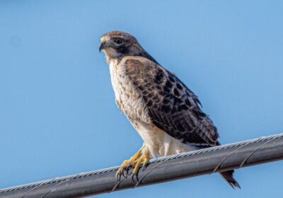 Spot Red-Tailed Hawks on Power Lines and Trees as They Hunt and Gather ...