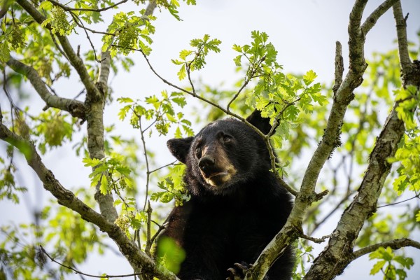 Bears in the Mid-State: Multiple Black Bear Sightings in Middle ...