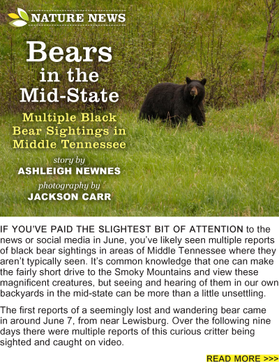 Bears in the Mid-State