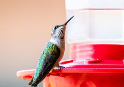 Hummingbirds Preparing for Seasonal Migration, Murfreesboro Celebrates Tiny Birds With Sept. 5 Fest
